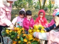 Trường MN Vĩnh Phúc: Cô và trẻ thăm quan, trải nghiệm vườn cam 🍊 và vườn cà chua 🍅
